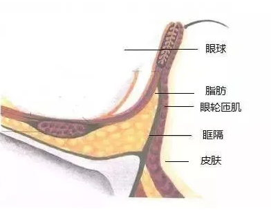 眼部组织结构